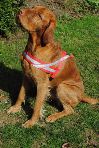 Artus Tracking Harness