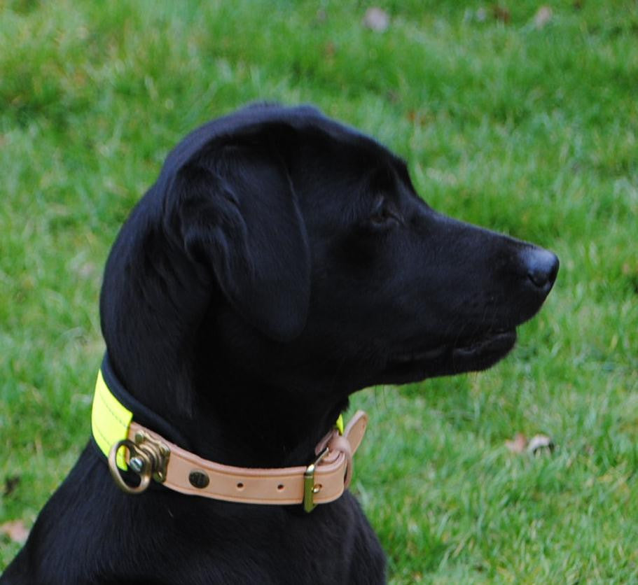 Gun Dog Leather Collar Fluorescent Yellow Muntjac Trading