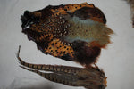 Pheasant Skin with tail