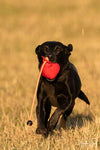 dog with red dummy ball,