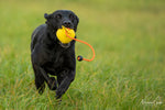dog with dummy ball in mouth