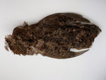 grouse feather scent dummy with wings