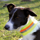 gun dog training neon collar 